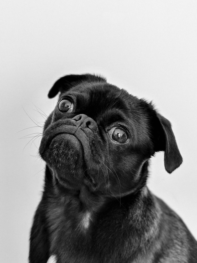 a dog teaching us about the power of eye contact in public speaking