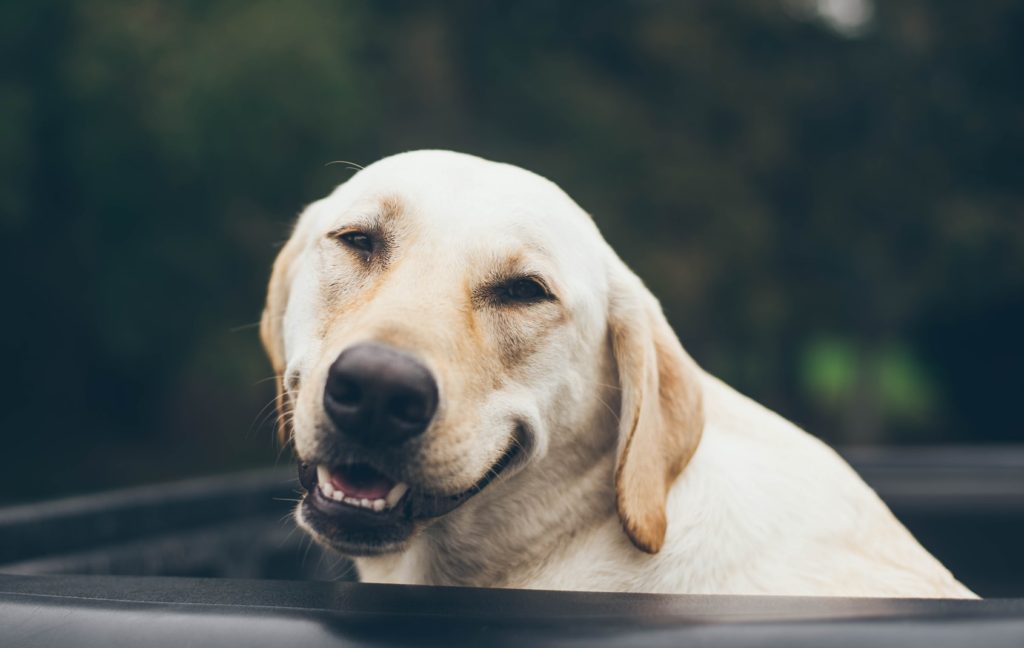 The Importance of Smiling